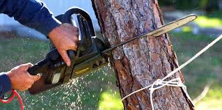 Best Tree Maintenance Programs  in Walbridge, OH